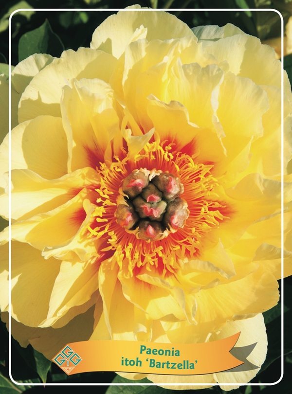 Picture of Paeonia Lactiflora mix 6x10 srt. per shelve P11