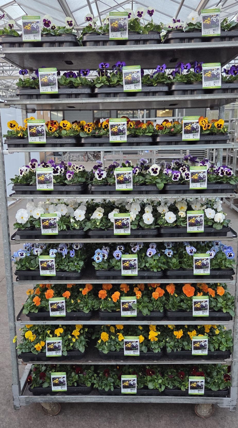 Viola St F1 Op Kleur 9Ø 15cm