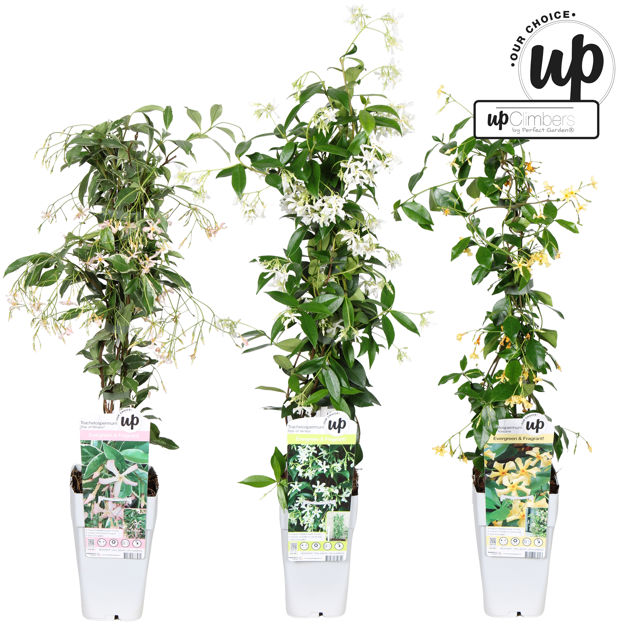 Picture of Trachelospermum Our Choice mix shelve P15