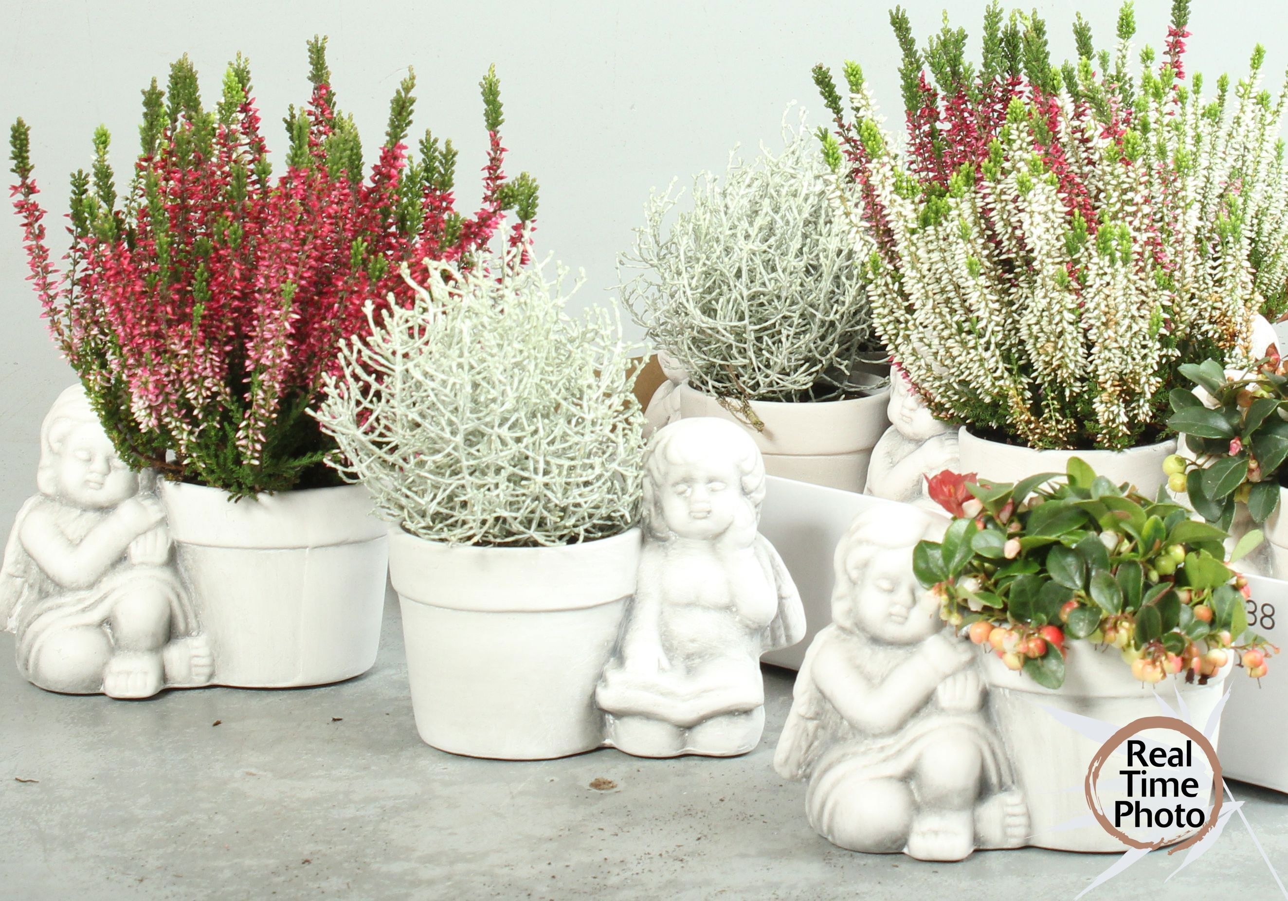 Arr Tuinplanten 18P 30cm