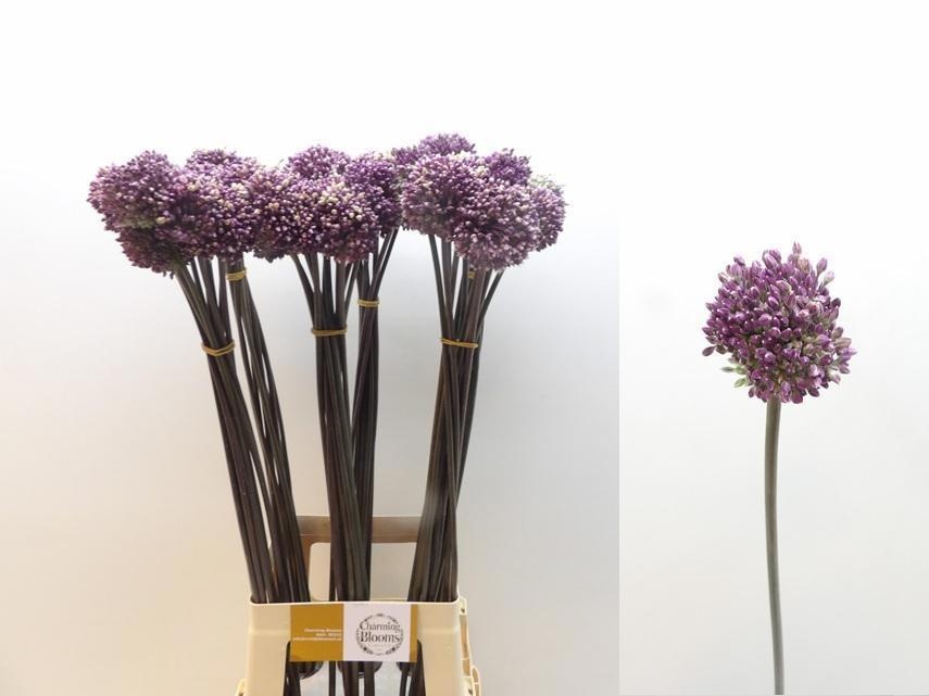 Allium Summer Drumme 70L.cm 33bloei