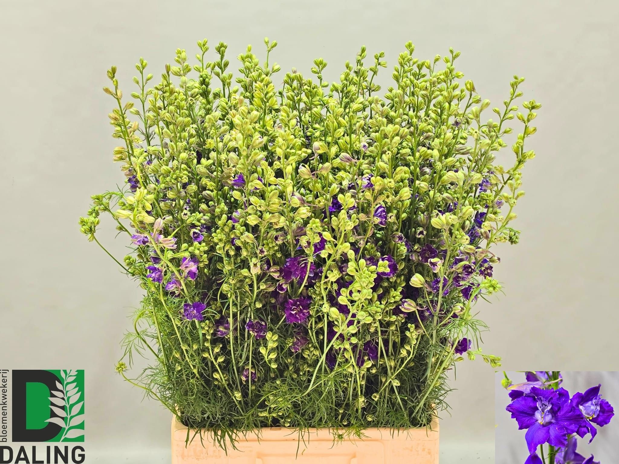 Consolida Dark Blue (LARKSPUR) 80cm