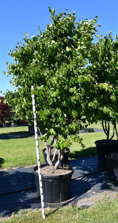 Parrotia persica