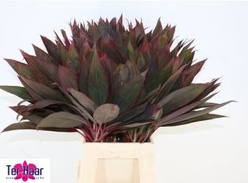 Groot Blad 60cm