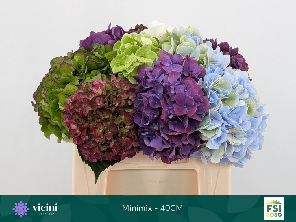 Hydrangea Mixed 40cm 14Ø