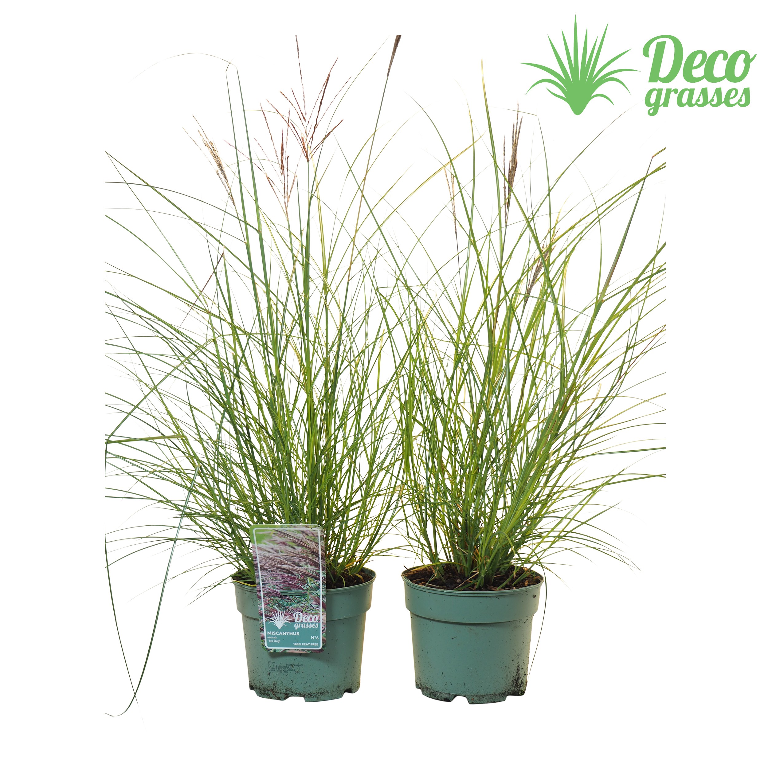 Picture of Miscanthus sinensis Red Chief ( PEAT FREE ) P19 (3 Ltr) (LOOSE)