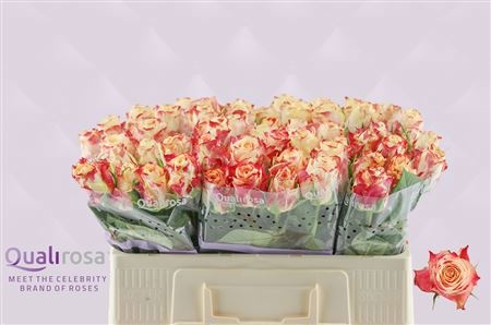 Rosa Chapeau 50cm
