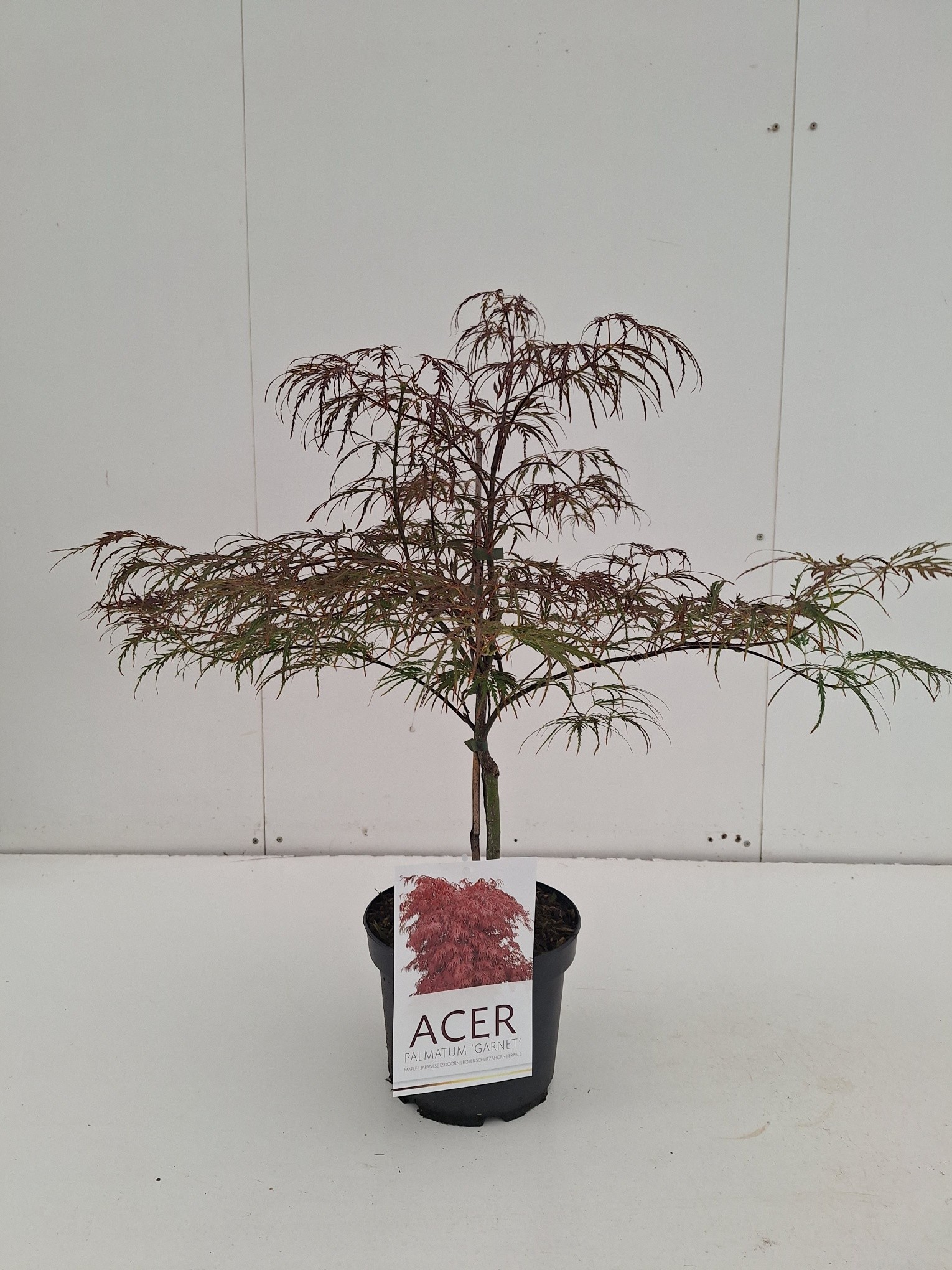 Picture of Acer palmatum Garnet