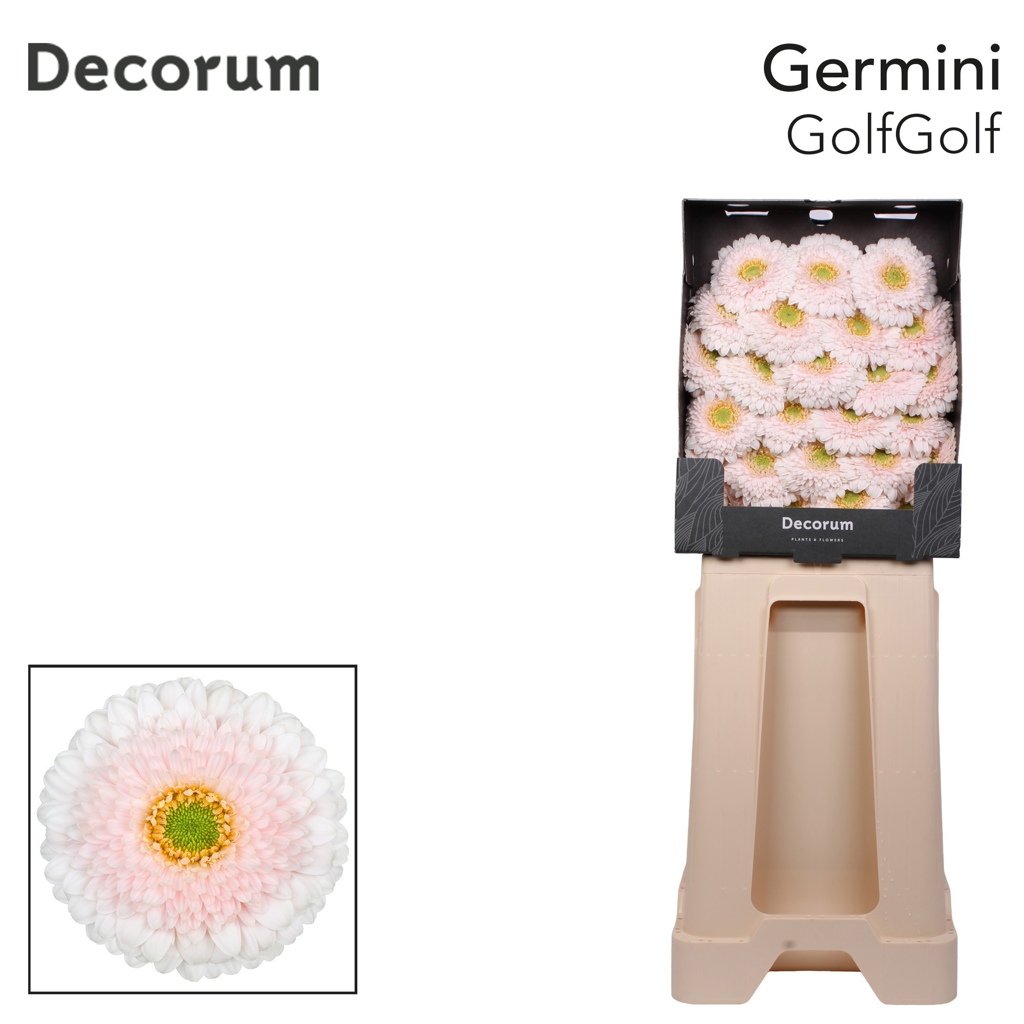 Germini Pomponi Golfgolf Diamond