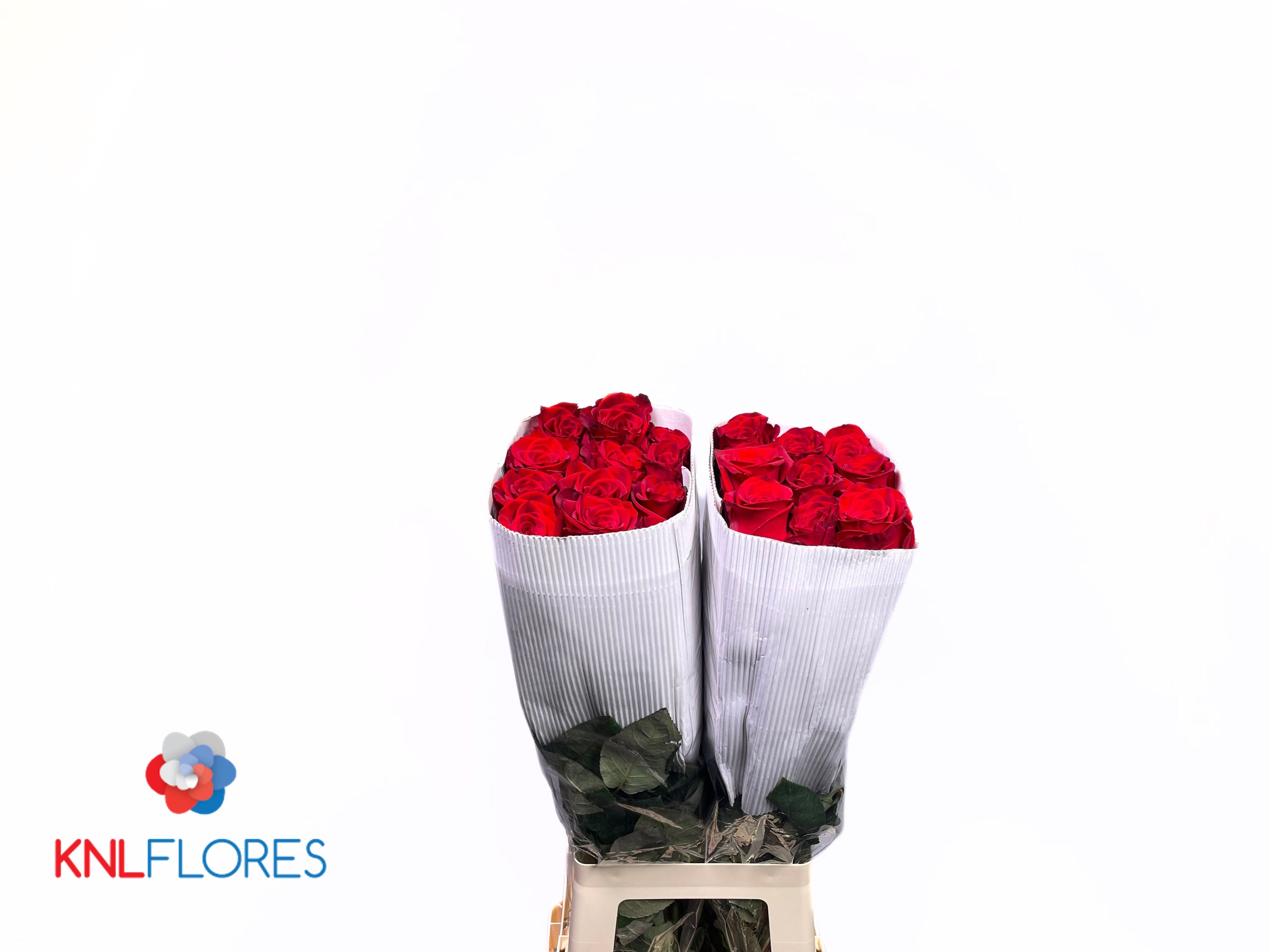 Rosa Freedom 80cm