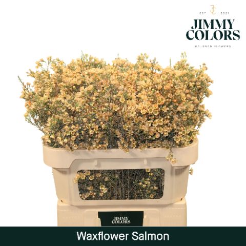 Waxflower L70 Salmon