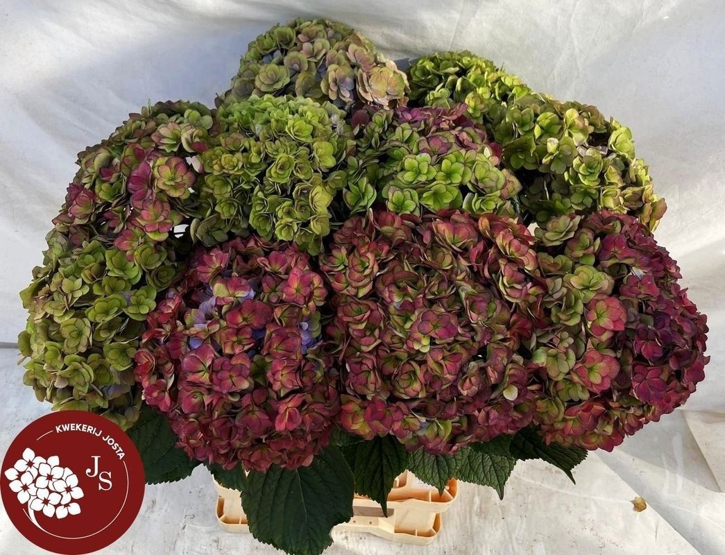 Hydrangea Royal Anastasia Classic 60cm 19Ø