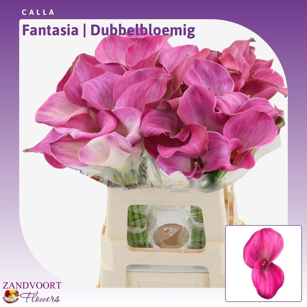Calla Fantasia 60cm
