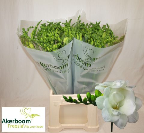 Fr Du Romantic White 50cm 23gram