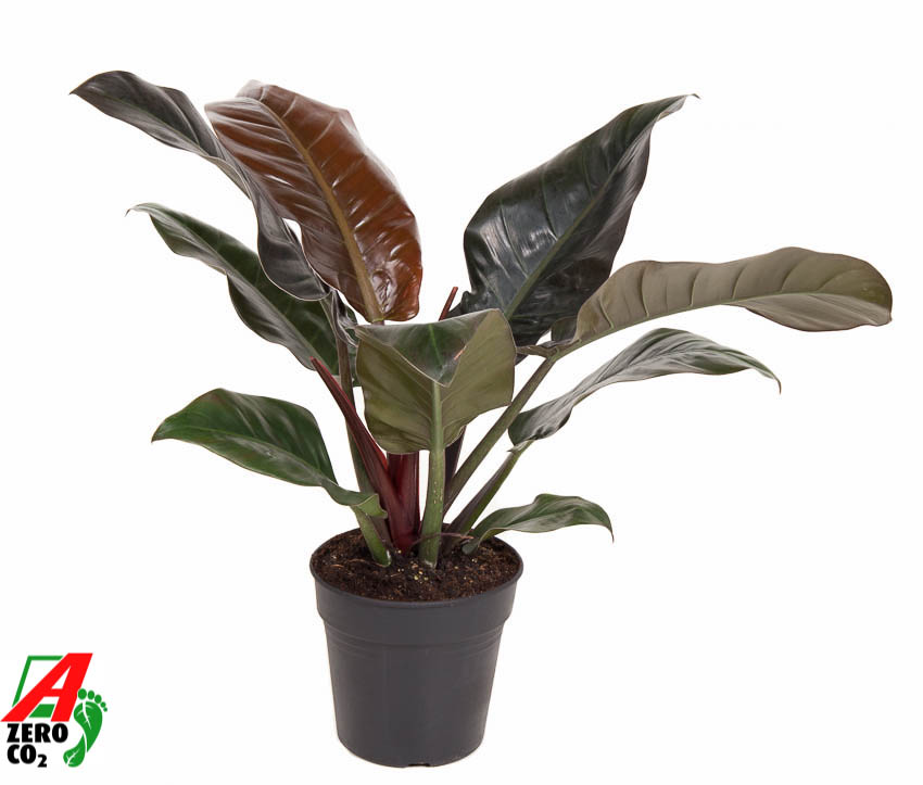 Picture of Philodendron Imperial Red P19 60CM