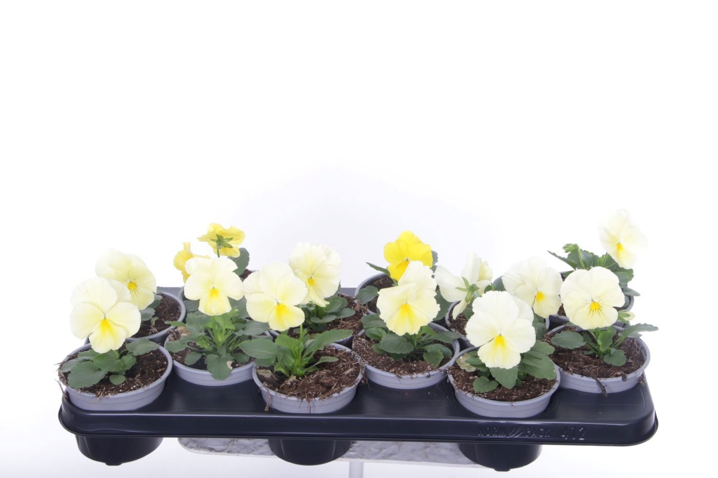 Vio Del Pure Primros 11Ø 18cm