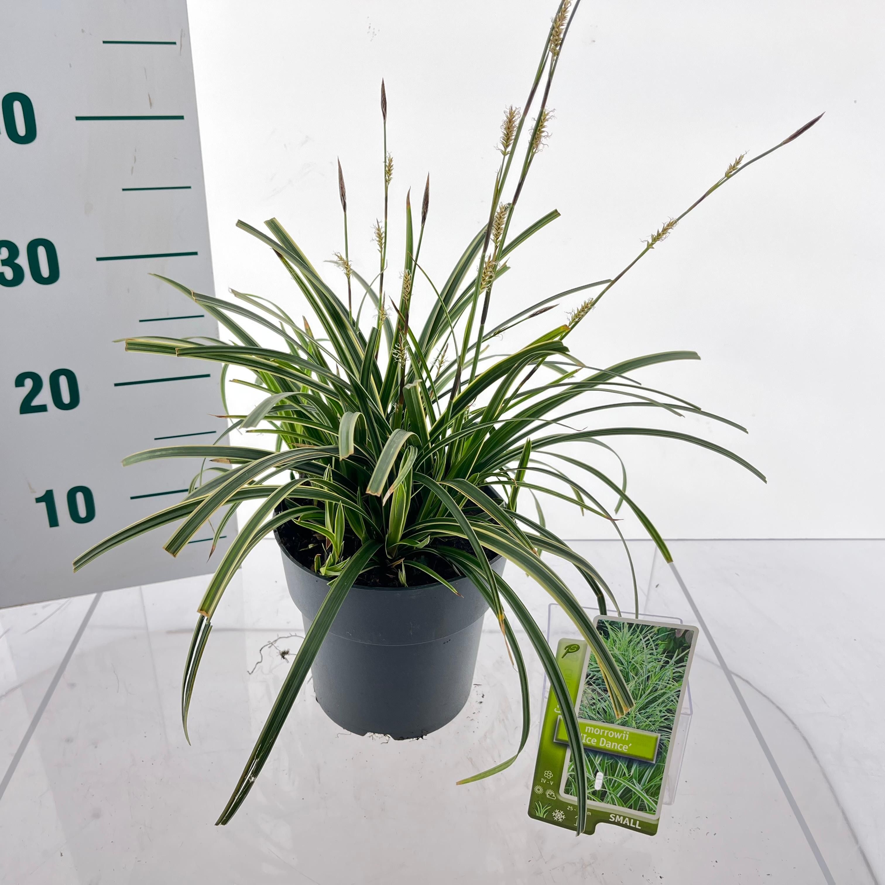 Picture of Carex morrowii 'Ice Dance'