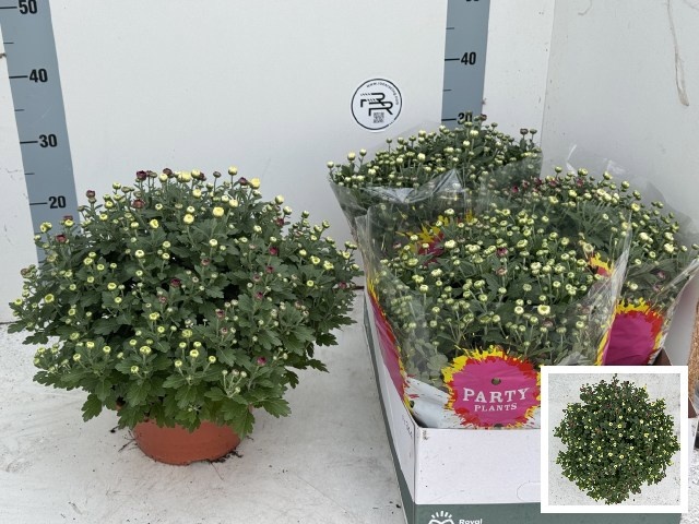 Chrys Gem In Pot 23P 30H 12bloei