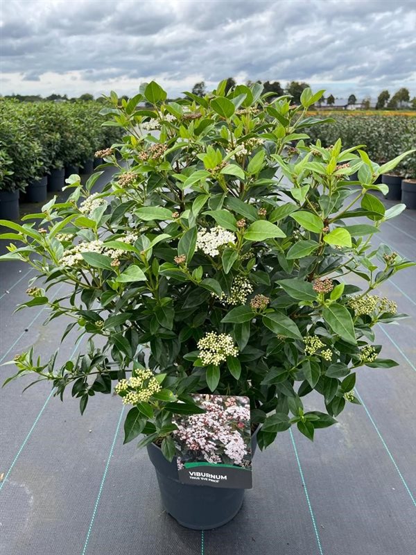 Picture of Viburnum tinus Eve Price P29 (10 Ltr)