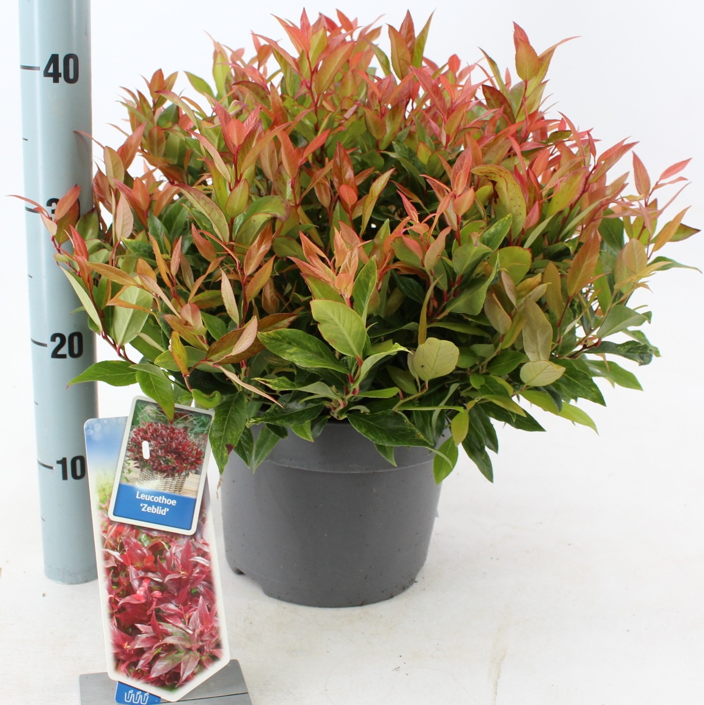 Picture of Leucothoe 'Zeblid'