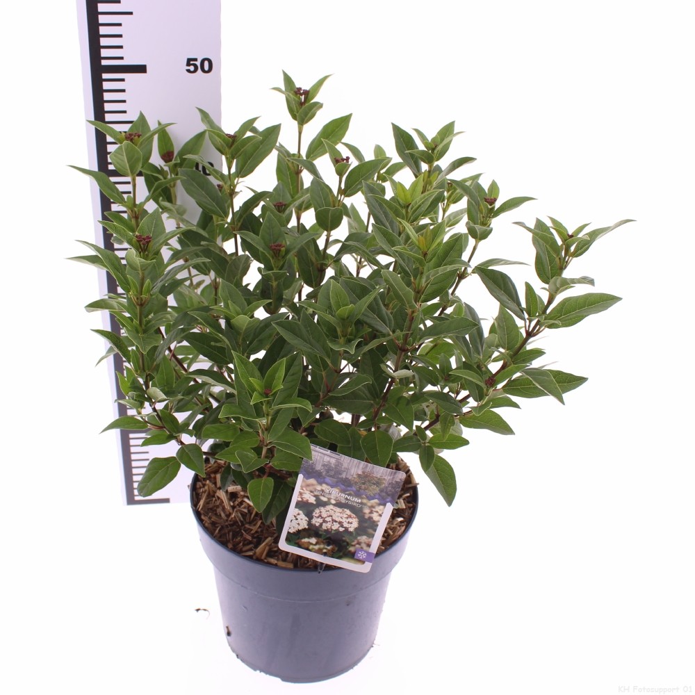 Picture of Viburnum tinus 'Ladybird'