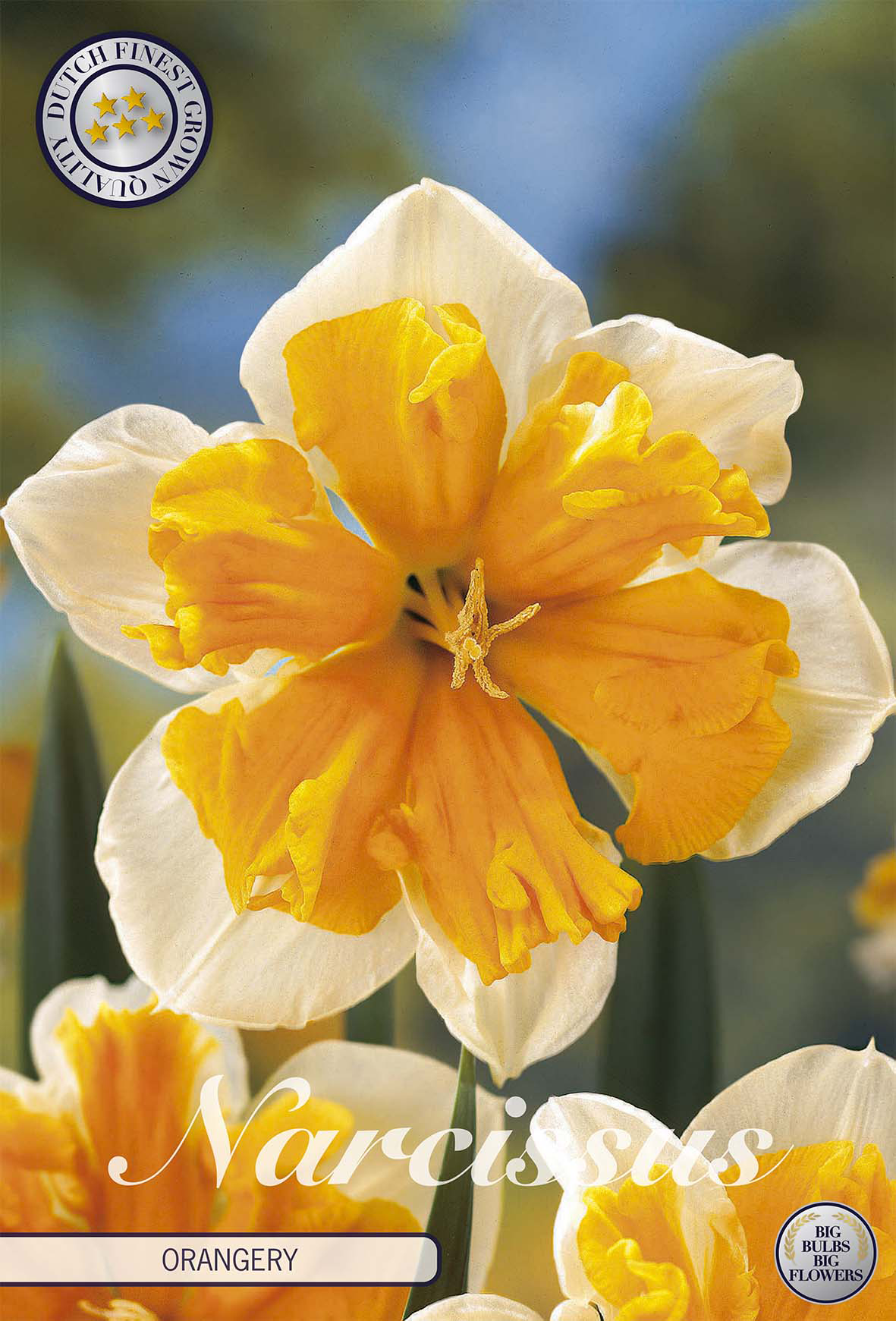 Narcissus Splitcrown Orangery x5