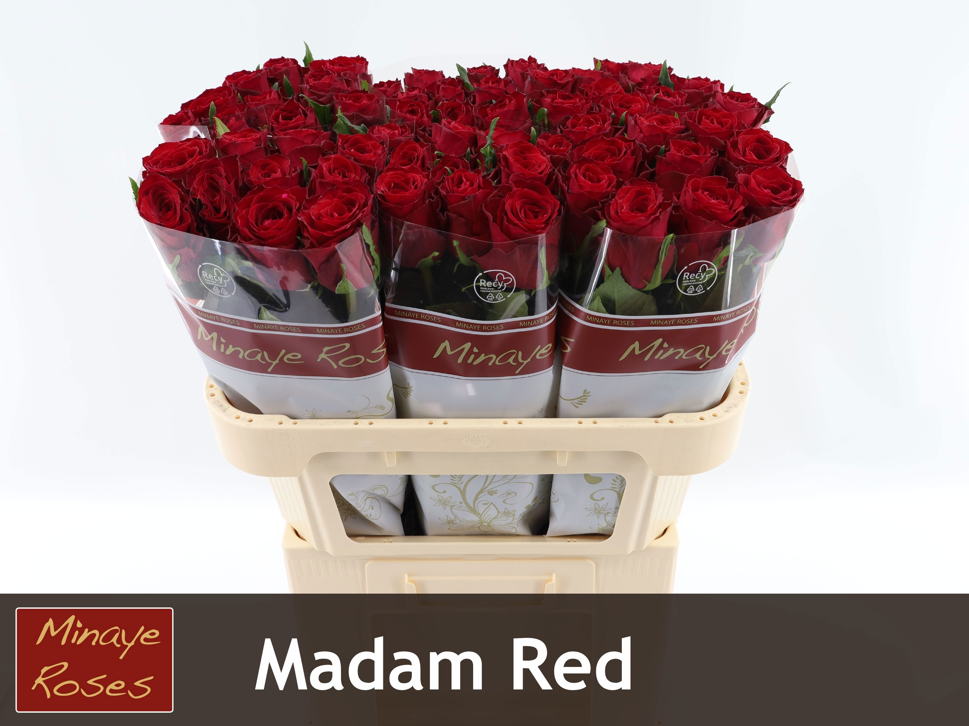 Rosa Madam Red 70cm