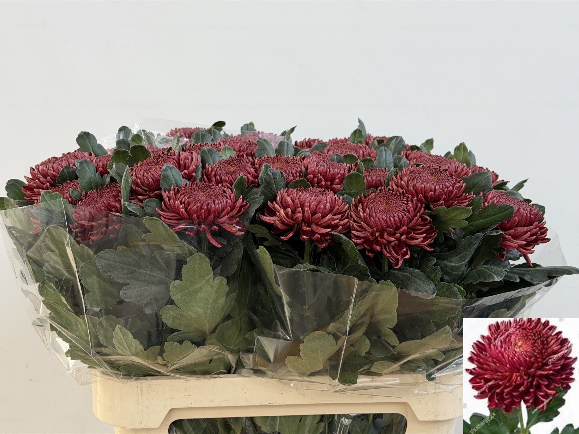 Chrys Single Bigoudi Red 80cm 120gram