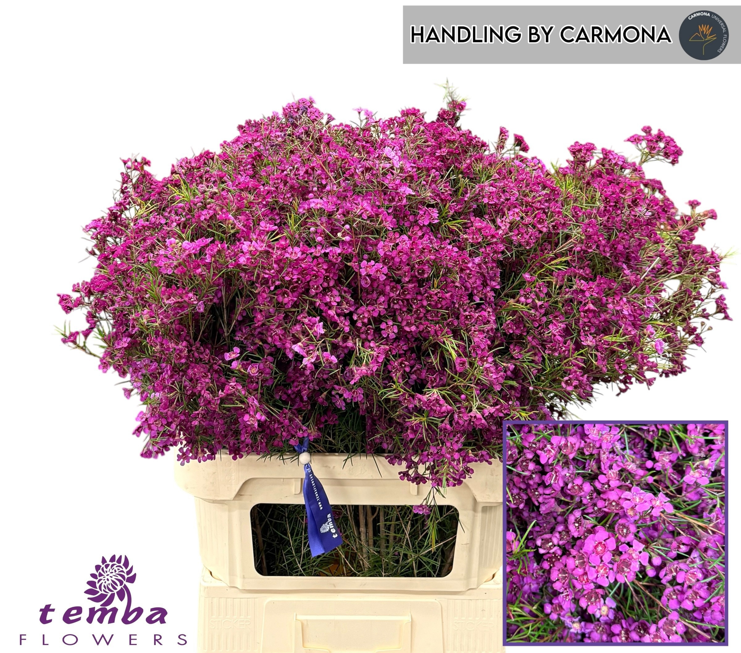 Chamelaucium Free Spirit 80cm 90gram