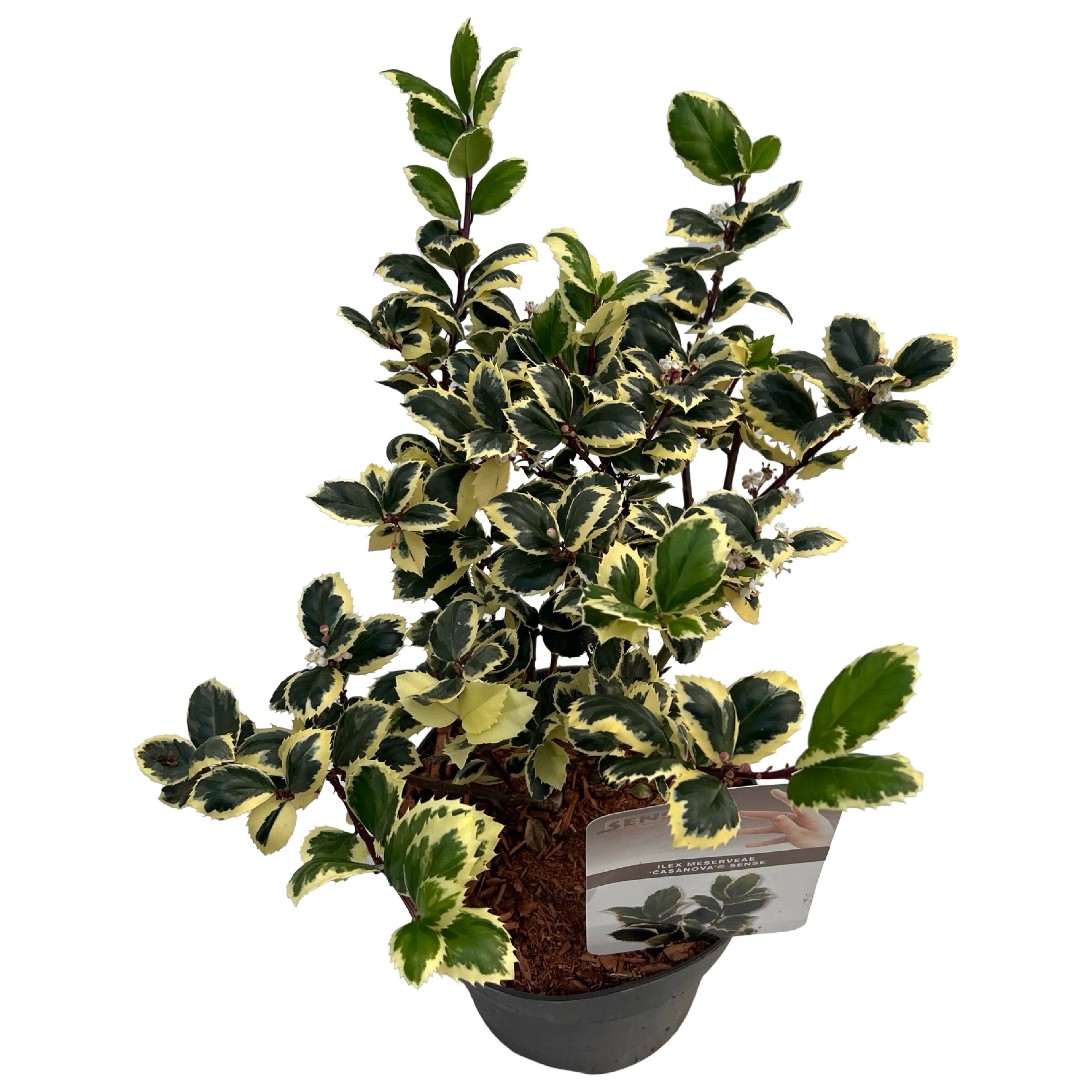 Picture of Ilex meserveae 'Casanova' sense