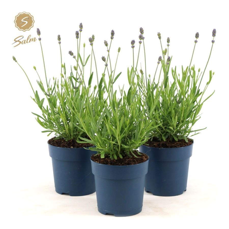 Picture of Lavandula ang. 'Felice'® Collection P12