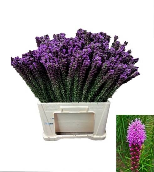 Liatris Callilepis