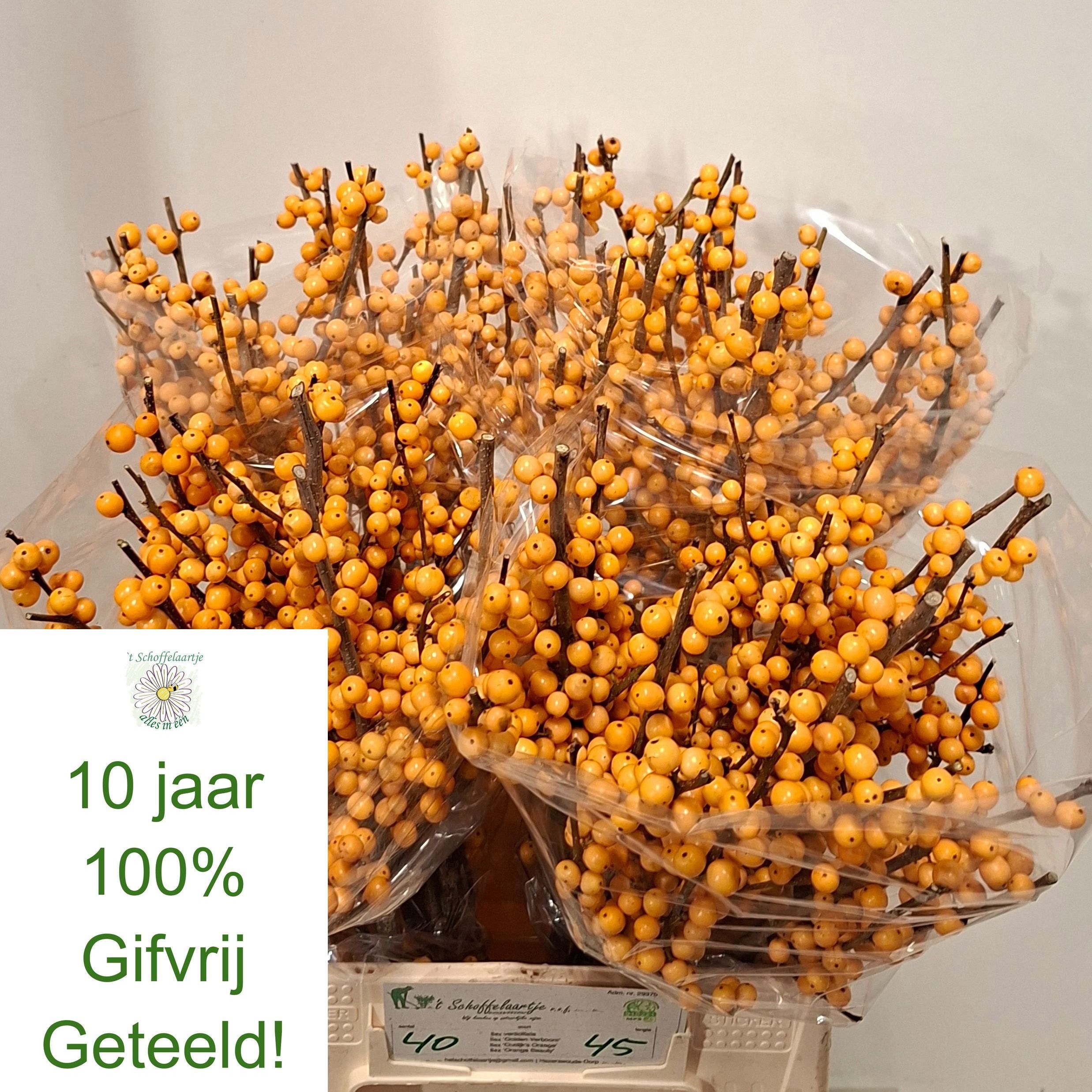 Ilex Golden Verboom 45cm