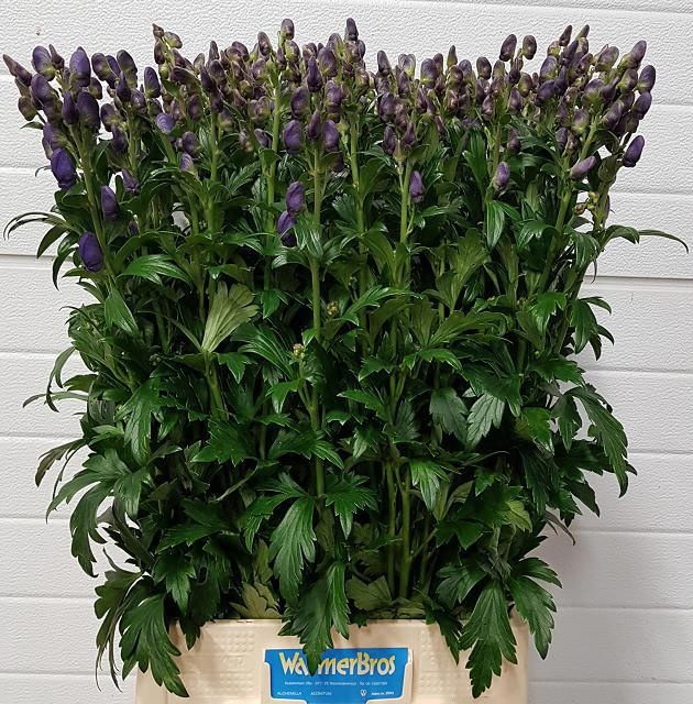 Aconitum Arensi 90cm