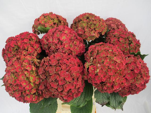 Hydrangea Royal Anastasia Classic 60cm 17Ø