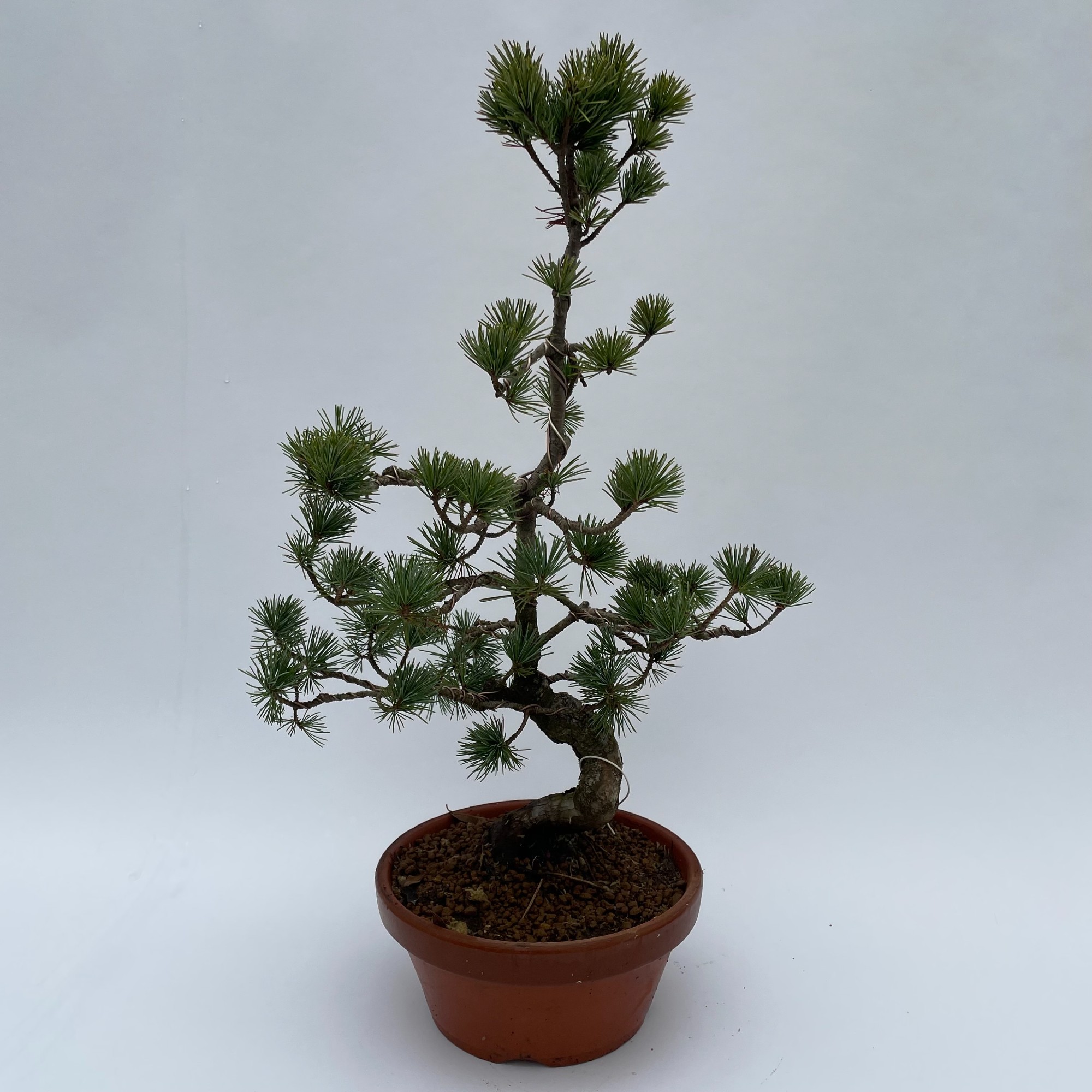 Picture of Bonsai Pinus parviflora (outdoor) 22-CM-CERAMIC 50CM