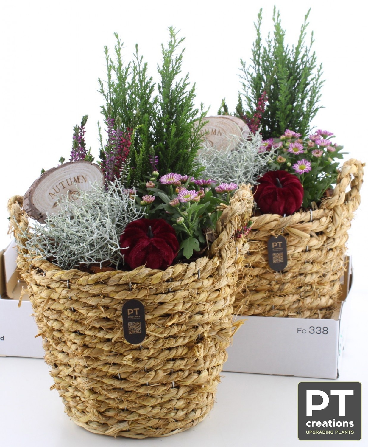 Arr Tuinplanten 25P 50cm 22bloei