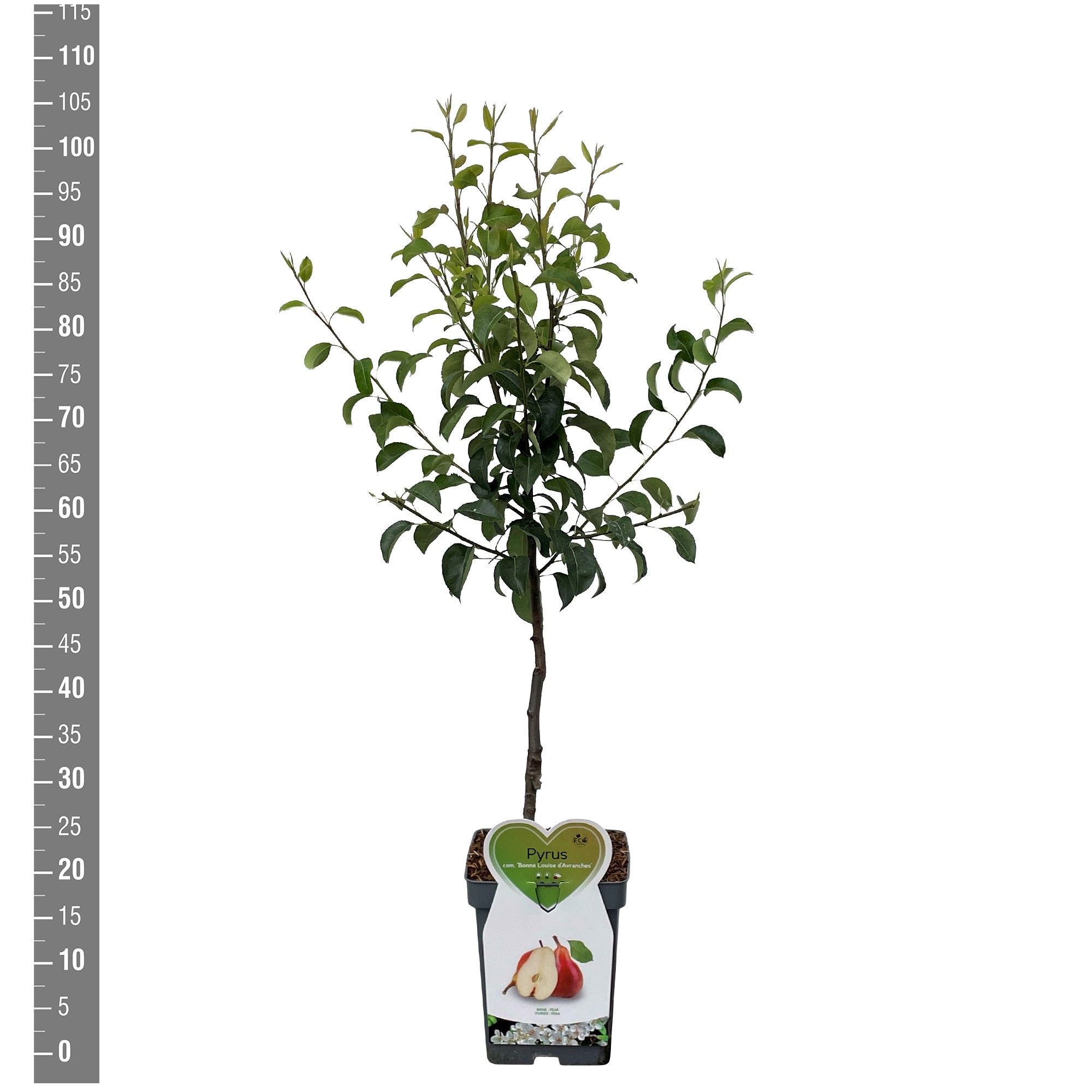 Pyrus c. Bonne Louise d'Avranches Patioboom