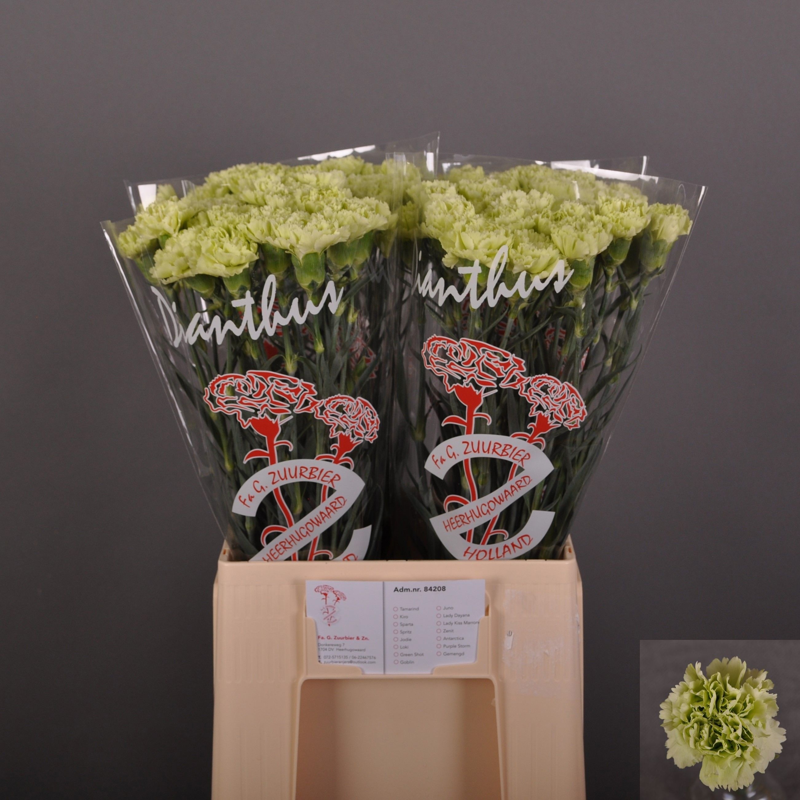 Dianthus St Green Shot 60cm