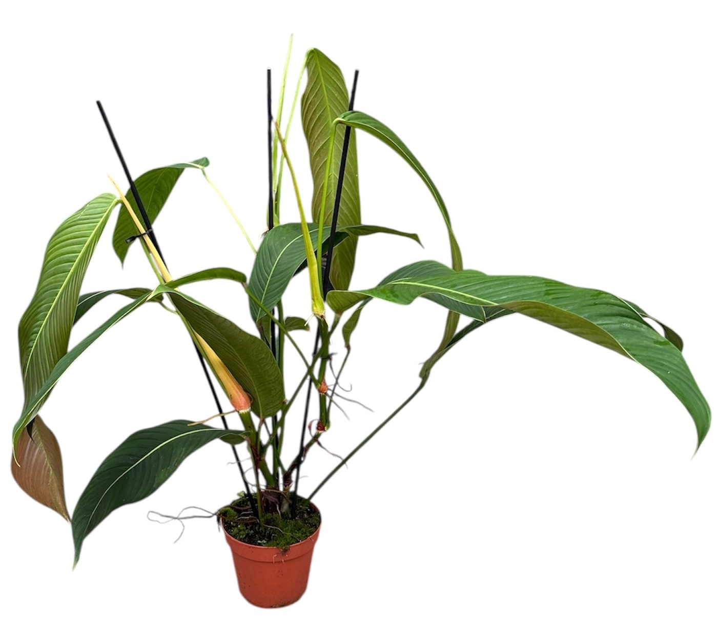 reverse spider plant Spider Plant 'Reverse' | Indoor Plant | Tropical Plant | Potted Plant