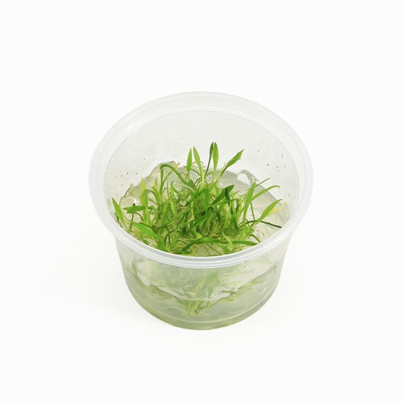 Cryptocoryne parva (cup 100cc)