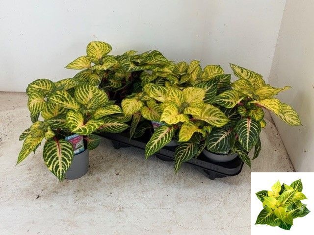 Iresine R Goldstar 13Ø 18cm