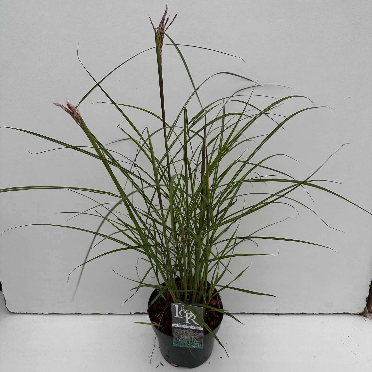 Picture of Miscanthus Ferner Osten P19 (3 Ltr)