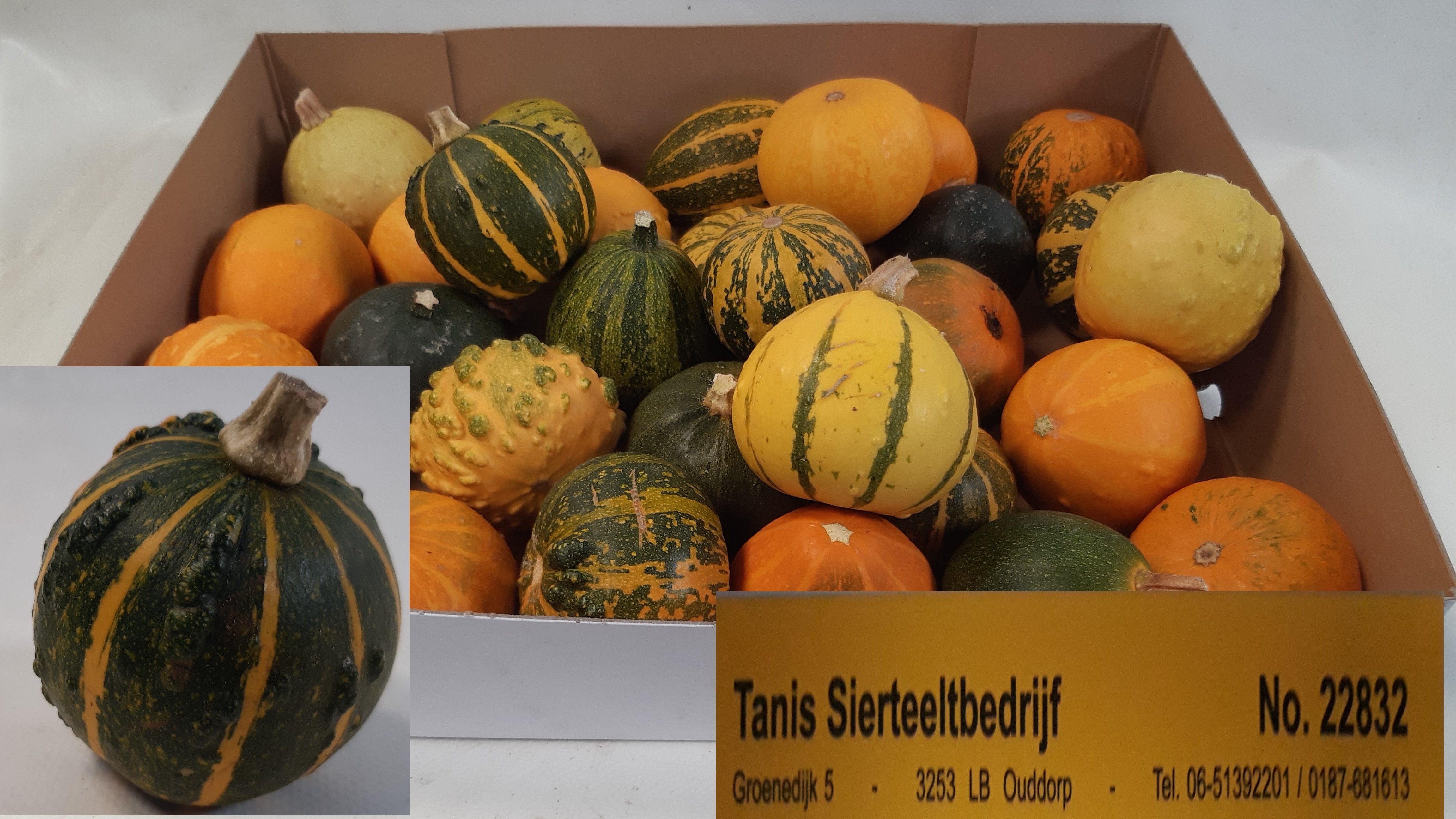 Cucurbita Pepo Mixed