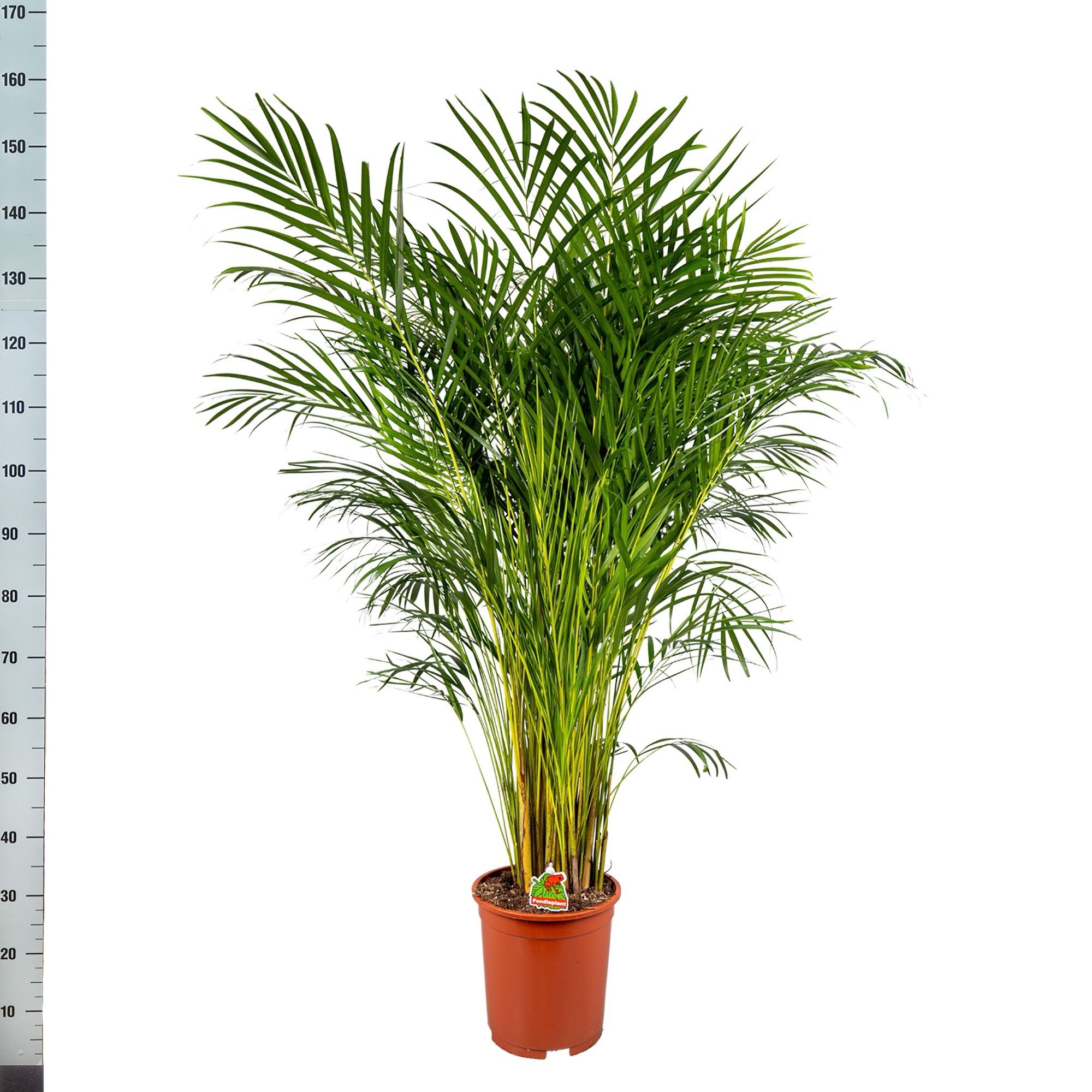 Dypsis Lutescens 27P 150H 25stek