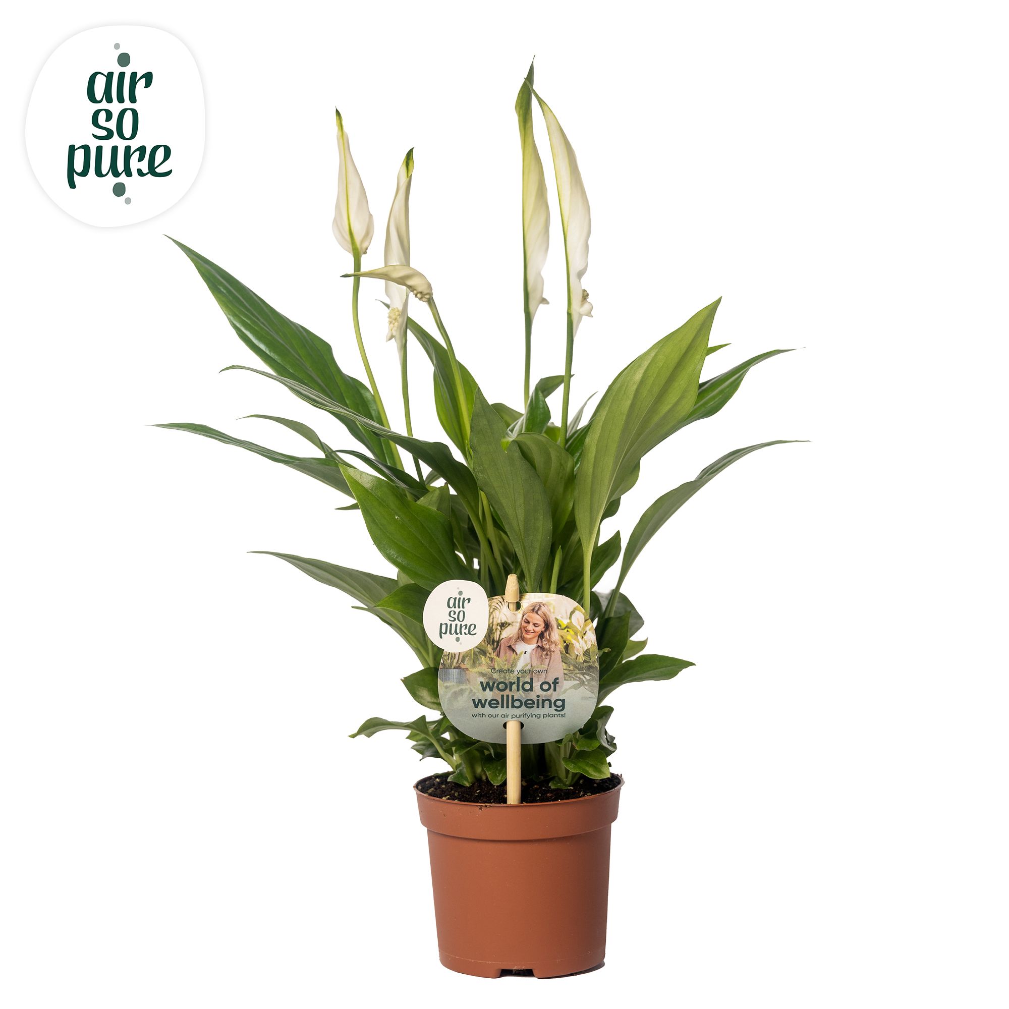 Spathiphyllum BOP - Air So Pure - Spathiphyllum Pearl met etiket