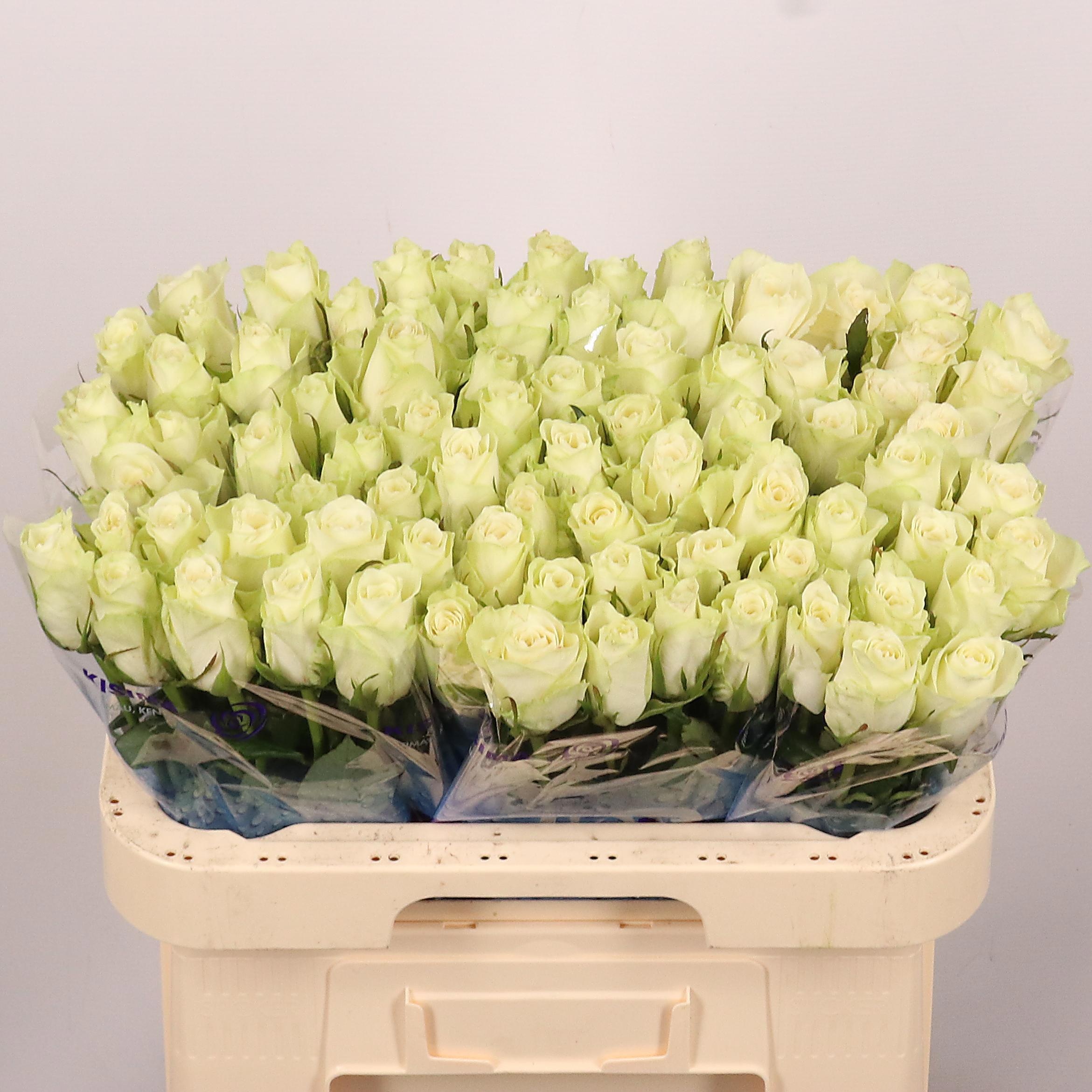 Rosa Athena 60cm