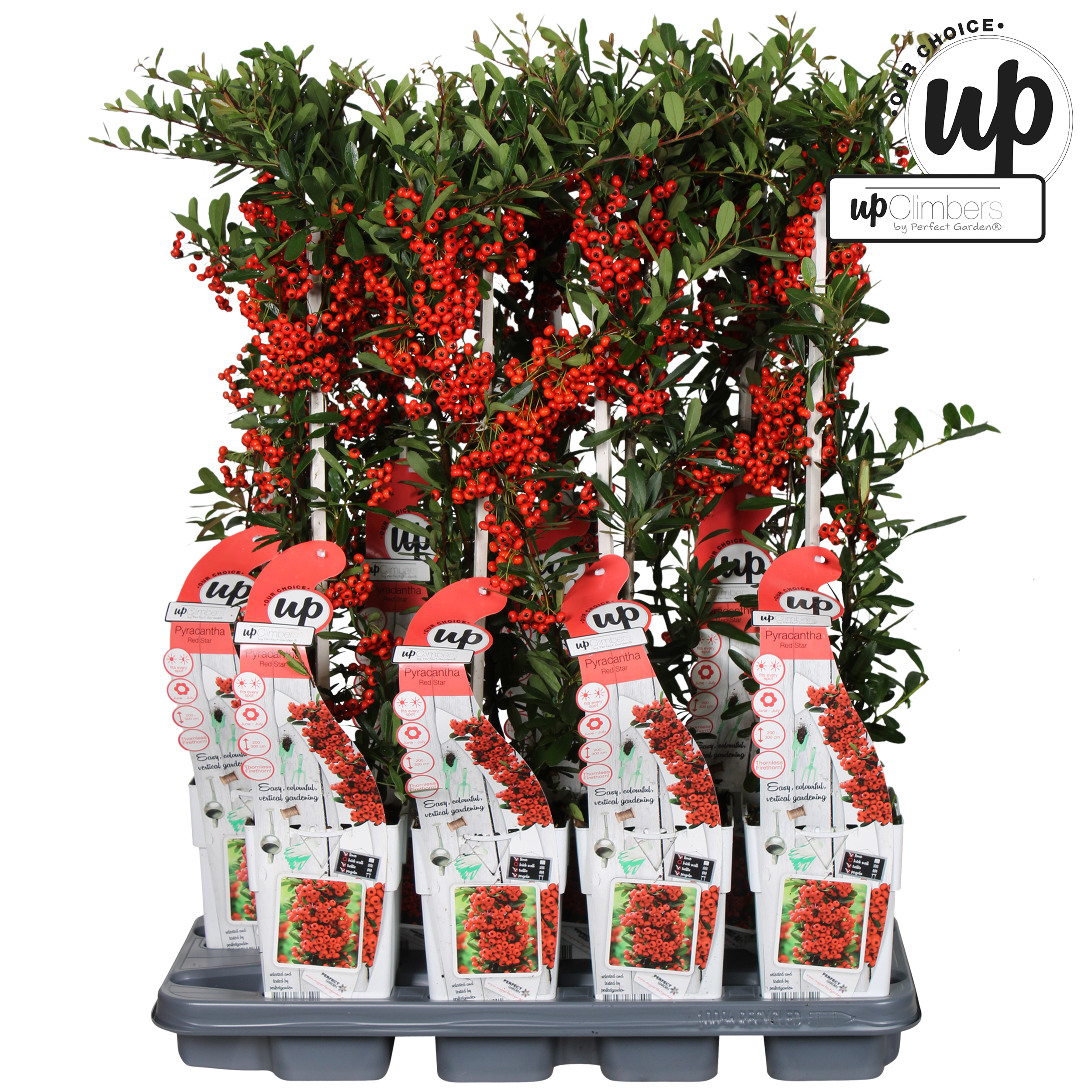 Picture of Pyracantha coccinea 'Red Star' P15