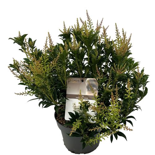 Pieris jap. 'Sarabande' sense p19 Asra