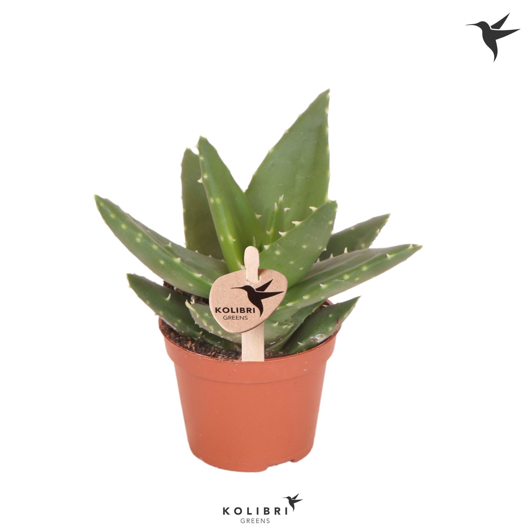 Aloe Kolibri Greens Succulenten Aloë Brevifolia